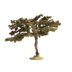 Kleiner Akazienbaum